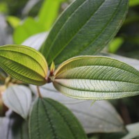 Melastoma sp.
